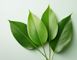 Wall Mural - clean elegant green leaves over a light minimalistic backdrop for a fresh natural aesthetic and modern styling