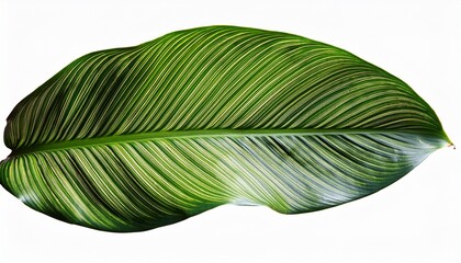 Wall Mural - isolation tropical leaves isolated