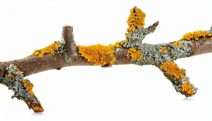 dry bare tree branch covered with yellow lichen isolated on a white background