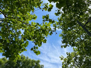blue spring sky and new leaves on trees