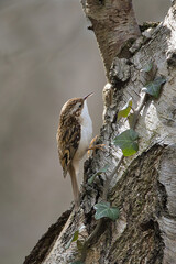Aufkleber - A tree creeper, Certhia familiaris, is captured from the side in a familiar pose as it runs up a silver birch tree. There is space for copy text around the bird
