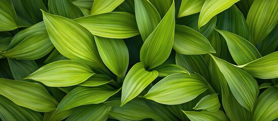 Poster - Vibrant green tropical leaves layered in a natural pattern showcasing various shades of green and smooth textures against a dark background.