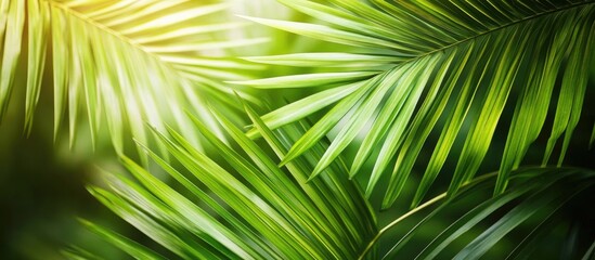 Fototapete - Lush green tropical palm leaves create a vibrant floral pattern background with soft light highlighting various shades of green and intricate textures.