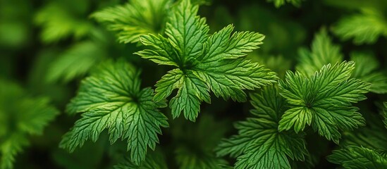 Fototapete - Close up of vibrant green leaves with intricate textures and varying shades under soft light, creating a lush and captivating background.