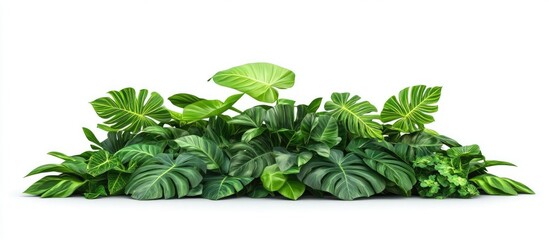 Leinwandbilder - Lush green tropical foliage composition featuring large leaves in various shades of green against a plain white background for a fresh aesthetic.