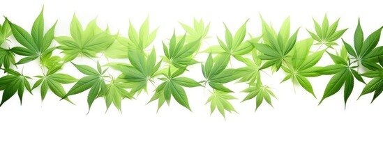Aufkleber - Lush green leaves elegantly arranged in a horizontal line with a light background, creating ample negative space for text or images.