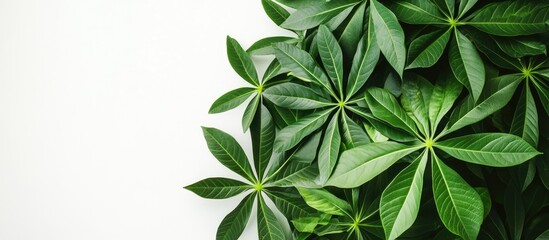 Aufkleber - Vibrant green tropical cassava leaves arranged artistically against a bright white background showcasing rich textures and details of the foliage
