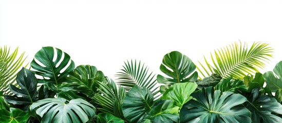 Poster - Lush greenery arrangement featuring vibrant Monstera, palm leaves, and Bird's Nest fern against a clean white background, ideal for nature-themed decor.