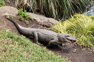 Wall Mural - the alligator is carrying a lump of meat