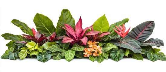 Leinwandbilder - Vibrant tropical greenery arrangement featuring lush green leaves with red and yellow accents centered within a white background.