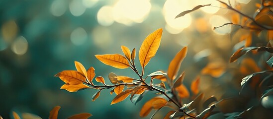 Fototapete - Golden autumn leaves illuminated by soft sunlight against a blurred teal backdrop, close up of delicate branches highlighting warm hues.