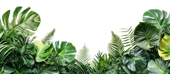 Fototapete - Lush tropical foliage arrangement featuring Monstera and Bird's Nest Fern in vibrant greens positioned on a white background with clipping path.