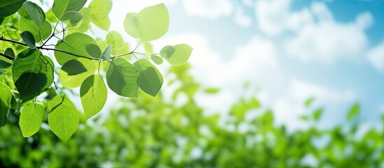 Fototapete - Vibrant green leaves frame the top right with soft sky peeking through bright clouds creating a serene nature background with light bokeh effect.