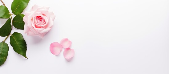 Aufkleber - Delicate pink rose with green leaves on white background with scattered pink petals on the right for a serene and elegant floral composition
