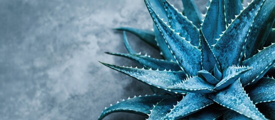 Leinwandbilder - Vibrant blue aloe vera leaves positioned in the top left against a textured gray backdrop highlighting intricate botanical details and freshness