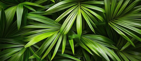 Leinwandbilder - Lush green tropical palm leaves creating a vibrant floral pattern background with varying shades of green arranged in a dense layout.