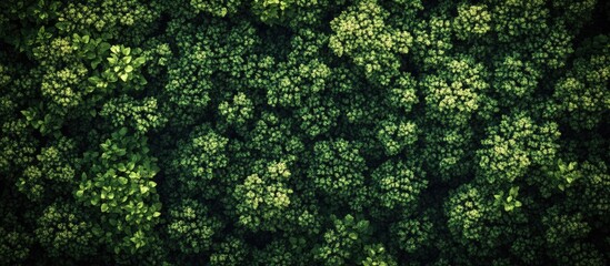Poster - Lush green foliage covering the ground from a top-down perspective with various shades of green and dark background creating a natural texture.