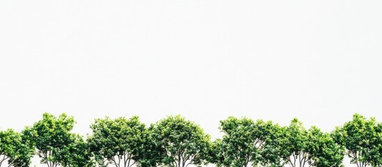Fototapete - Lush green treetops line the bottom of a minimalist white background creating a serene and tranquil natural landscape scene.