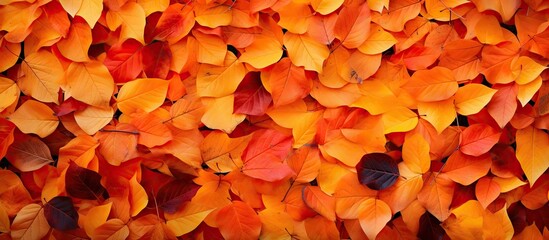 Leinwandbilder - Vibrant autumn leaves in shades of red, orange, and yellow blanket the ground, creating a rich textured background with ample copy space.