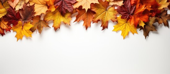 Poster - Autumn maple leaves in vibrant oranges, yellows and reds arranged in a frame at the top against a clean white background ideal for copy space