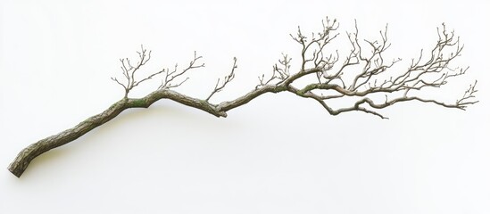 Poster - Brown twisted tree branch with sparse twigs, positioned diagonally on a white background, showcasing intricate details of nature's design.