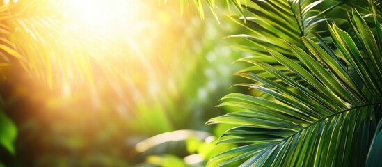 Aufkleber - Vibrant green palm leaves illuminated by golden sunlight creating a warm tropical ambiance with soft bokeh background effects showcasing nature's beauty.