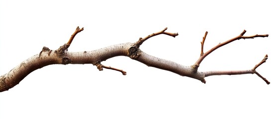 Aufkleber - Isolated brown tree branch with multiple offshoots positioned diagonally against a clean white background, showcasing natural textures and details.