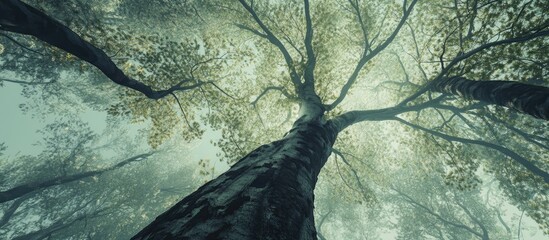 Poster - Majestic beech forest canopy viewed from below with soft green leaves and ethereal light filtering through trunks in a serene spring atmosphere