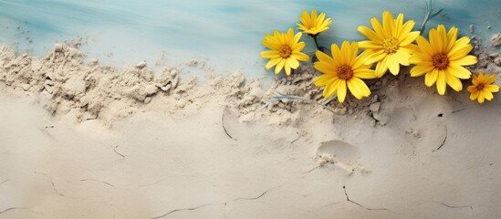 Aufkleber - Bright yellow daisies bloom from sandy beach surface with turquoise water above, ample copy space in foreground for text or graphics.