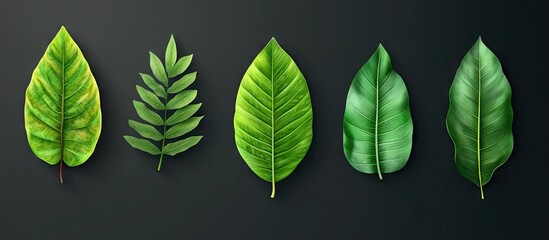 Fototapete - Flat design tropical leaf collection featuring five vibrant green leaves on a dark background, ideal for eco-friendly creative projects and backgrounds.