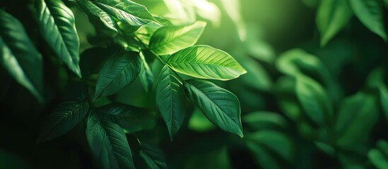 Aufkleber - Vivid green leaf background with varying shades and soft light effects creating a lush, textured visual experience in a close-up view.