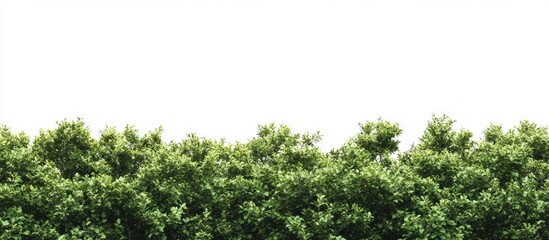 Fototapete - Lush green tree line against a clean white background with varied foliage heights creating a vibrant natural border at the image's bottom edge.