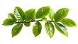 © Stocker - Green Tree Branch with Lush Leaves Isolated on White Background. Generative AI
