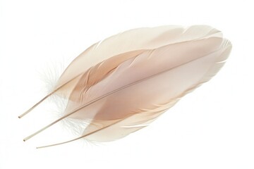 Leinwandbilder - Dreamlike composition of soft floating feathers against a white background showcases delicate textures and ethereal beauty