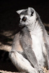Wall Mural - The Ring-tailed lemur backs is grey with grey limbs and dark grey heads and necks. They have long striped tails.