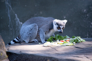 Wall Mural - the ring tailed possum is about to eat her vegetables