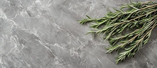 Poster - Fresh rosemary twigs arranged on a grey marble background with ample copyspace left for text or graphics in upper right corner.