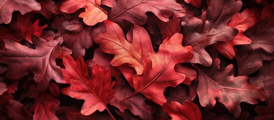 Aufkleber - Vibrant autumn oak leaves in rich shades of red and burgundy scattered on a dark background creating a warm seasonal atmosphere.