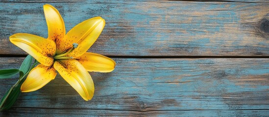 Fototapete - Yellow lily flower prominently displayed on rustic blue wooden background, positioned top left, elegant minimalism with ample copyspace for greeting cards.