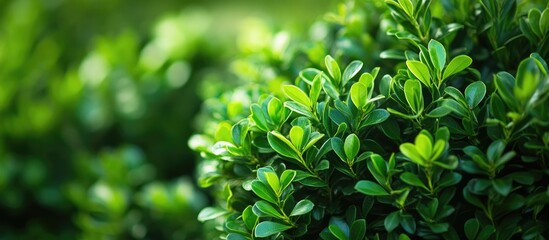 Aufkleber - Close up of lush green Boxwood shrubs in spring garden setting with soft blurred background showcasing vibrant foliage and landscape design elements