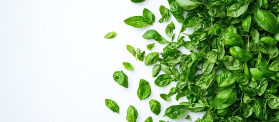 Poster - Fresh chopped basil leaves arranged on a white background with vibrant green hues and ample copy space ideal for packaging or culinary themes.