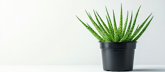 Aufkleber - Vibrant Aloe vera plant in a black pot positioned left against a clean white background showcasing healthy growth and environmental themes.