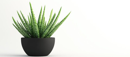 Aufkleber - Aloe vera plants in a black pot positioned to the left against a white background showcasing vibrant green leaves symbolizing nature and agriculture.