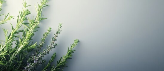 Poster - Fresh rosemary sprigs arranged diagonally across the lower left corner against a soft gradient background of muted gray tones.