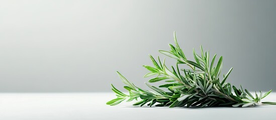 Poster - Fresh green rosemary sprigs arranged elegantly on a soft grey background with subtle lighting emphasizing the vibrant leaves and texture.
