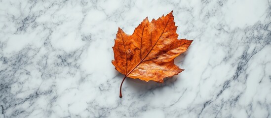 Aufkleber - Fallen orange maple leaf on a white marble surface centered in the frame capturing autumn textures and natural beauty from a top view
