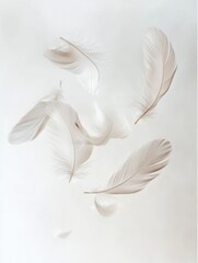 Poster - Soft floating feathers create a serene and ethereal composition against a pure white background in a dreamlike setting