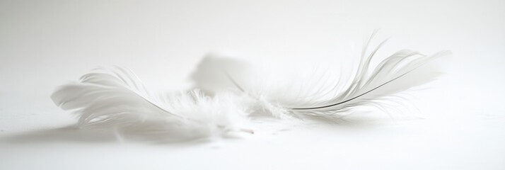 Leinwandbilder - Soft floating feathers create a serene and dreamlike atmosphere against a white background in high key photography