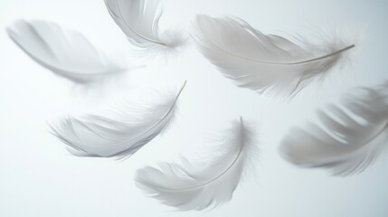 Leinwandbilder - Soft floating feathers create a serene atmosphere in a dreamlike composition on a soft white background showcasing high key photography