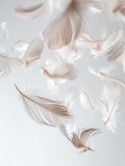 Leinwandbilder - Soft feathers float serenely against a dreamy background in delicate high key composition capturing lightness and tranquility in nature